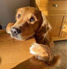 أجمل خلفيات كلاب صور كلاب متنوعة in 2021 cute animals golden retriever puppies