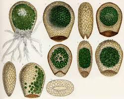 Image result for Peponium sp. A