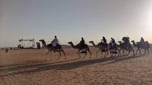 Camel further travels or crosses miles of the desert width without even drinking water in the middle. What A Camel Beauty Contest Can Tell Us About The Future Of Saudi Arabia