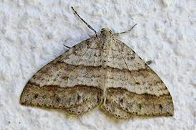 Image result for Mesotype parallelolineata