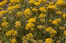 Image result for Helichrysum amboense