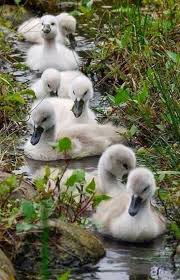 Pin On Ugly Duckling
