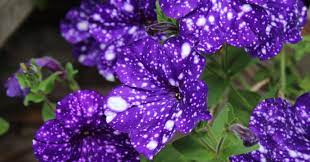 Night Sky Is The Prettiest Petunia You Ll Grow This Summer Night Sky Petunia Petunias Purple Petunias