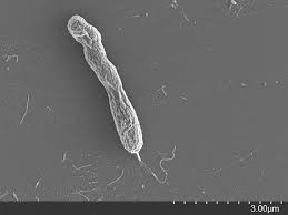 Image result for Aeschynomene sp. B