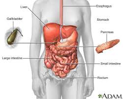 Your Complete Introduction To Crohn S Disease And Ulcerative Colitis Anatomia Anatomia Umana