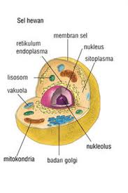 Maybe you would like to learn more about one of these? Sel Hewan Beserta Keterangannya