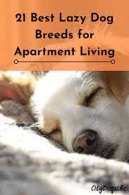 21 Best Lazy Dog Breeds For Apartment Living Lazy Dog Breeds Lazy Dog Dog Breeds