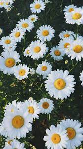 Pin On Flowers Daisy Wallpaper Sunflower Wallpaper Flowers Photography Wallpaper