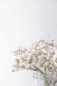 We did not find results for: Best 100 Babys Breath Pictures Download Free Images On Unsplash