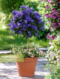 Maybe you would like to learn more about one of these? A Must To Plant In The Garden Solanum Rantonnetii Beautiful Ever Blooming Shrub Tolerates Dry Conditions And Extreme Container Flowers Flowering Bushes Plants