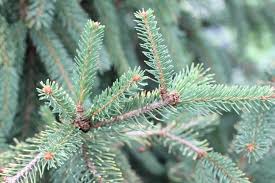 Image result for Komule empire blue