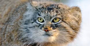 ‪Fantastic felines: A world of wild cats | Natural History Museum‬‏