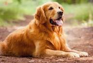 Golden Retriever Dog Breed Information – Petsworld