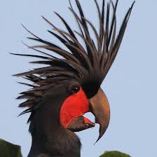 Tropical Bird With Hair On Head Bad Hair Day Palm Cockatoo By Naturalnomad Beautiful Birds Cockatoo Pretty Birds