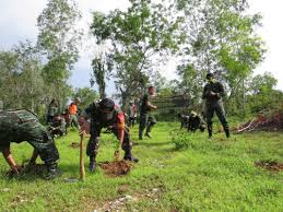 Sederhananya, bibit durian adalah tanaman durian montong yang sudah berbentuk pohon namun masih muda. Tni Tanam 1000 Pohon Bersama Warga Larangan Kerta Sumenep Kabupaten Sumenep