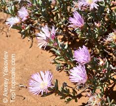 Image result for Lampranthus spp.