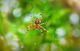 Even in a tiny bathroom, the right paint can make a big statement. Things Spiders Look For When Choosing A Home Abc Pest Control