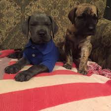 Check spelling or type a new query. Garner S Great Danes Of The Carolinas Home Facebook