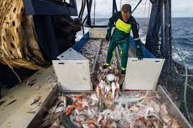 Image result for trawling