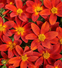 Image result for Jamesbrittenia micrantha