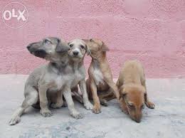 Chippiparai Puppies Puppy Dog Gallery Different types of dogs skinny dog outside dogs rare dog breeds pharaoh hound grey hound dog doberman pinscher dogs of the world new puppy. chippiparai puppies puppy dog gallery