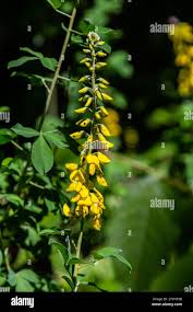 Image result for Crotalaria nigricans