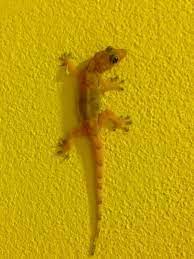 El Lagarto Juancho Lizard Animals