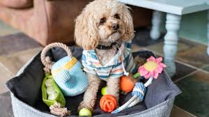 It's a new way we're helping people who love their pets. The Cost Of Owning A Dog