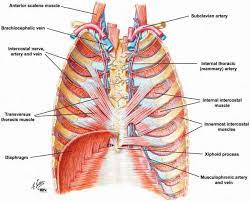 O airway—trachea, upper lobe bronchi, posterior wall of bronchus intermedius. Anatomy Chest Wall Anatomy Drawing Diagram