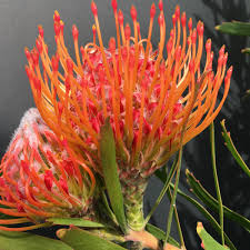 Image result for Protea angolensis