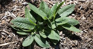 Image result for Vernonia stenocephala