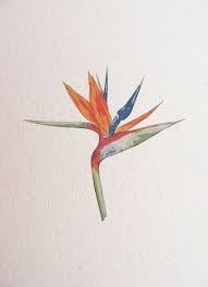 62 Ideas For Tattoo Flower Bird Watercolor Painting Watercolor Flowers Paintings Birds Of Paradise Flower Bird Watercolor Paintings