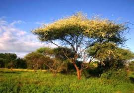 Image result for Millettia usaramensis