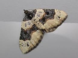 Image result for Cosmorhoe ocellata