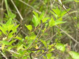 Image result for Corchorus schimperi