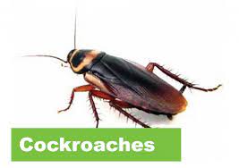 Pest Control Northern Nsw Pest Control Cockroaches Safe Pest Control