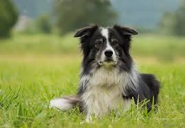 Check spelling or type a new query. 14 Black And White Dog Breeds With Pictures Pet Keen