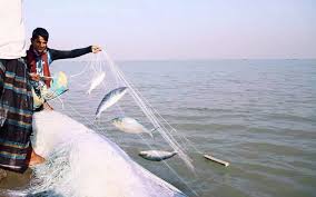 দুই মাসের নিষেধাজ্ঞা শেষে পদ্মা-মেঘনায় ইলিশ ধরা শুরু