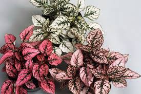 Image result for Hypoestes