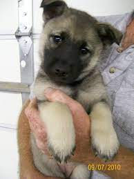 Pin By Nicole Kinread On For The Home Cute Wild Animals Norwegian Elkhound Elkhound Puppies
