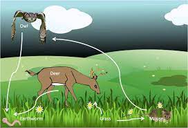 Organisms interact with the living and nonliving things in their ecosystem to survive. What Are Some Examples Of Biotic Factors In An Ecosystem Socratic