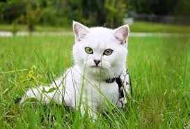 Names for a gray kitten. Spanish Cat Names 350 Awesome Spanish Names Petpress