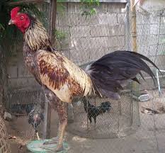 Trik Menguatkan Leher Ayam Aduan Menjadi Kebal Dan Tangguh Ayam Juara Ayam Binatang Ide Berkebun