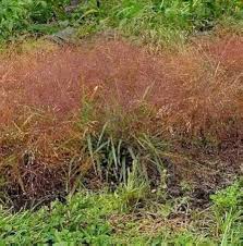 Image result for Eragrostis tef