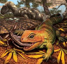 Image result for Dignathia gracilis