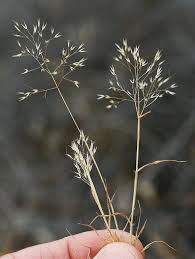 Image result for Pentameris