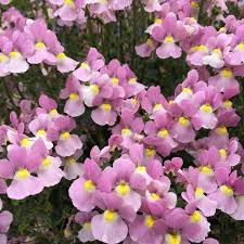 Image result for Nemesia zimbabwensis