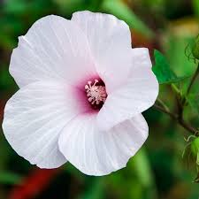 Image result for Hibiscus physaloides