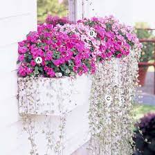 For window boxes you want to use a combination of tall flowers in the back, dense flowers in the middle, and flowering vines hanging in the front. 16 Easy Recipes For Shady Window Boxes Window Box Flowers Window Box Plants Window Box Garden