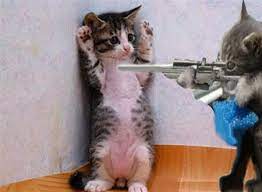 Funny Cats Saying Funny Things With Guns Lustige Katzenbilder Katzen Lustige Spruche Lustige Tierzitate